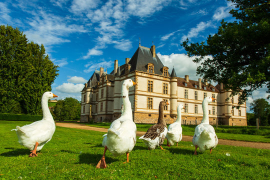 G&auml;nse vor dem Chateaux Schloss Cormatin im Burgund 