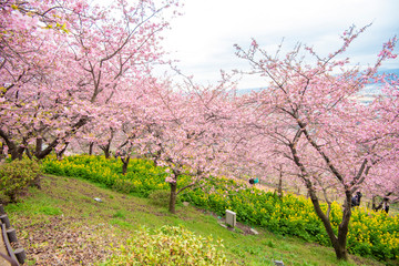 Fototapeta premium Beautiful Cherry Blossom in Matsuda , Japan