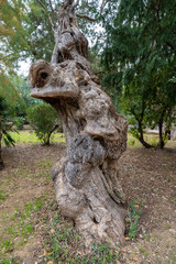 Alter Olivenbaum auf Mallorca, Spanien