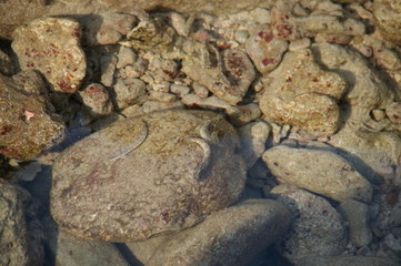 small fish in clear sea water. live fish in clean and ecological water. nature protection concept