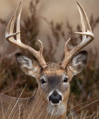 White-tailed Buck Portrait