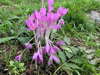 Little fresh flowers