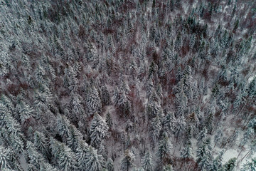 Picturesque winter forest, snow-covered Christmas trees, top view.