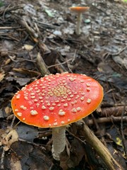 fly agaric in the forest