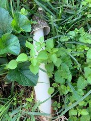 young plants in the garden