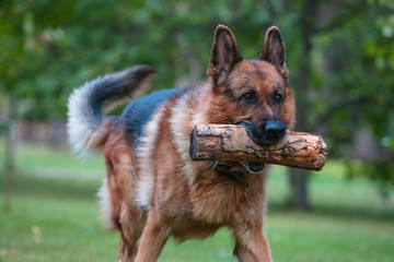 Dog German Shepherd plays with a wooden log on green grass. Beautiful Summer Outdoor Nature.