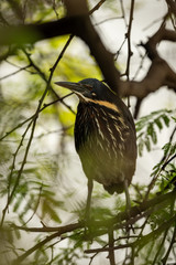 Black bittern or Ixobrychus flavicollis portrait during winter migration at keoladeo national park, rajasthan, india