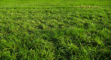 Field. Landscape of a large field with green grass. Countryside. Near the city. At sunset.