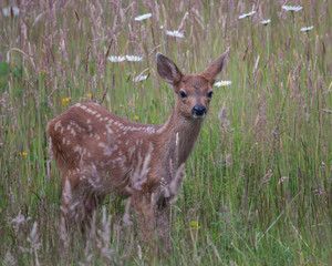 Fawn in a Field