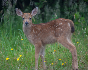 Mule Deer Fawn