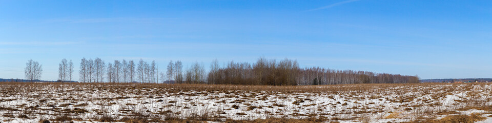 Fototapeta na wymiar Panorama of a wild field located on the edge of a birch forest. The photo was taken on a Sunny day in early spring. Vladimir region, Russia.