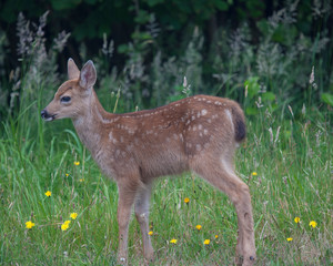 Baby in a Meadow