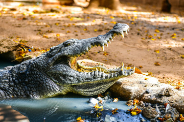 Katchikally Crocodile Pool in Gambia
