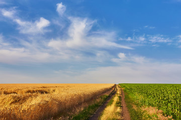 landscape with tractor road in wheat field