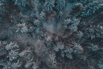 Aerial view of forest from aerial view, amazing winter scene, christmas theme, winter background.