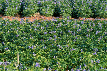 Purple flowering potatoes growing in a field in rural Prince Edward Island, Canada.