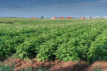 Fototapeta na wymiar Flowering potatoes growing in a field in rural Prince Edward Island, Canada.