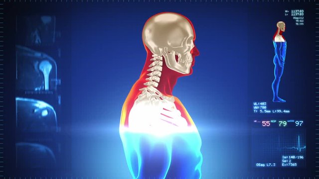 Detailed human body turning. Skeleton. Loopable. Red/white. Blue background. Highly detailed close up of a human body and skeleton. MRI images and Heart rate data also included. 