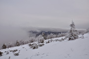 landscape with trees and mountains in winter