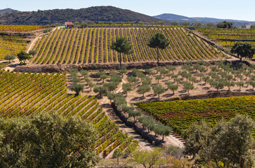 UNESCO World Heritage, the Douro Valley beautiful endless lines of Vineyards, in Sao Joao da...