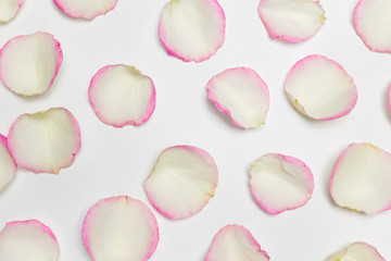 Leaves of roses on a white background.