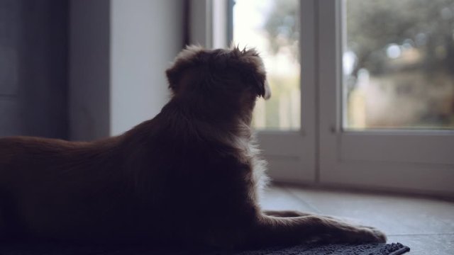 dolly slide shot of a cute small dog looking trough window outside