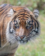 Sumatran Tigress