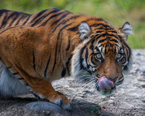 Sumatran Tigress