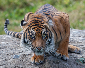 Sumatran Tigress