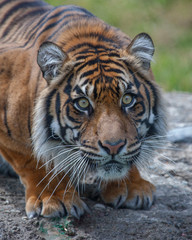 Sumatran Tigress
