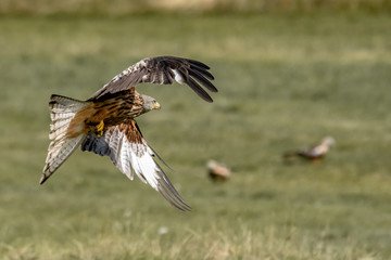 Red Kite