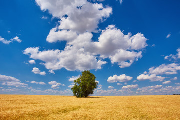 Obraz premium Gold Wheat flied panorama with tree at sunset