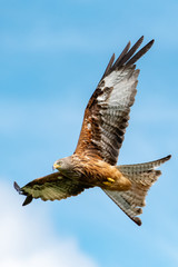 Red Kite