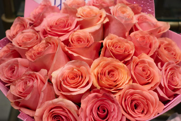 Bouquet of pink scarlet roses close-up. Background and copy space. Gift for Valentine's Day. Romantic concept