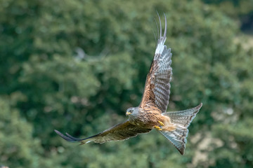 Red Kite