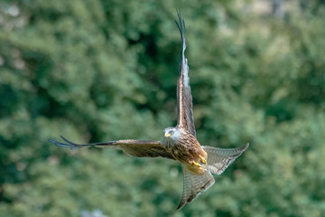 Red Kite