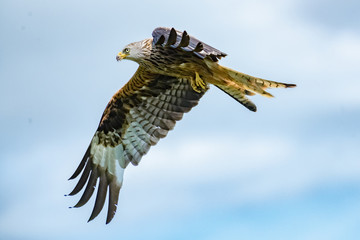Red Kite