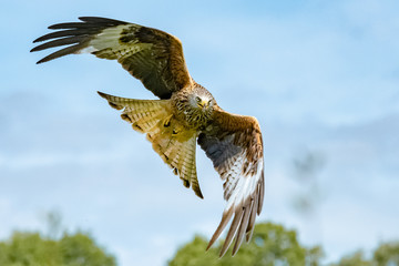 Red Kite