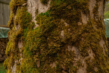 moss on the bark of a tree, forest moss on konigsee lake beauty
