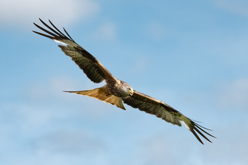 Red Kite