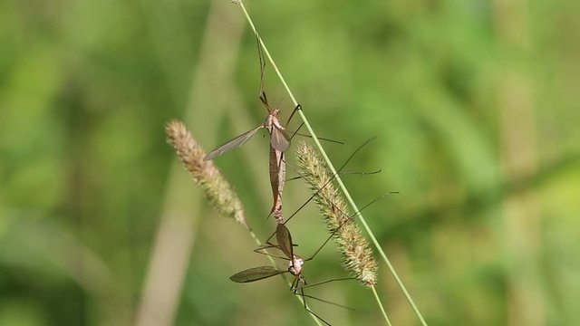Marsh Crane Fly (Tipula oleracea), mating pair