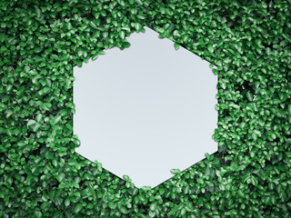 White plain hexagon with copy space in green leaves background