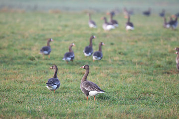 Wildgänse auf einer Wiese