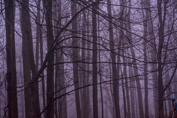 Winter trees and fog