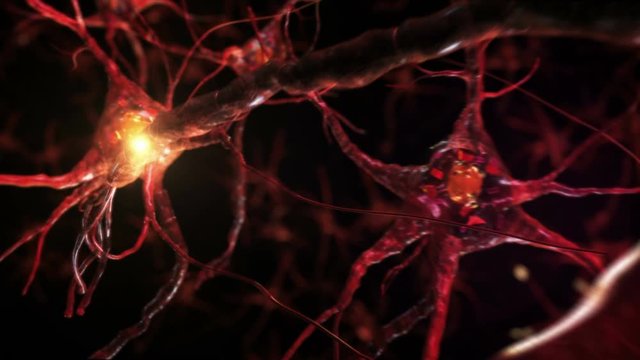 From neurons during synapsis to a 3D human head. Loopable. Biology. Dolly out. More options in my portfolio. 