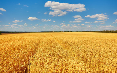 Fototapeta premium Field of Golden wheat under the blue sky