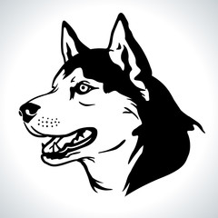 Portrait vector illustration of Siberian Husky dog breed