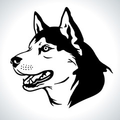 Portrait vector illustration of Siberian Husky dog breed © photosoup