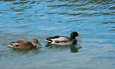 Male and female wild mallard duck in the water