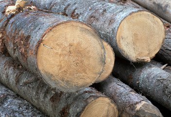 Freshly cut timber